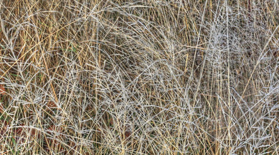 IMG_1279_Morning frost on grass