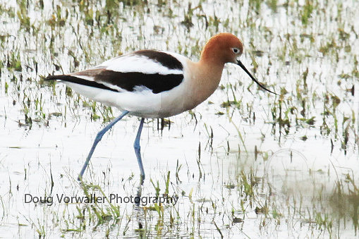 American Avocet 8811