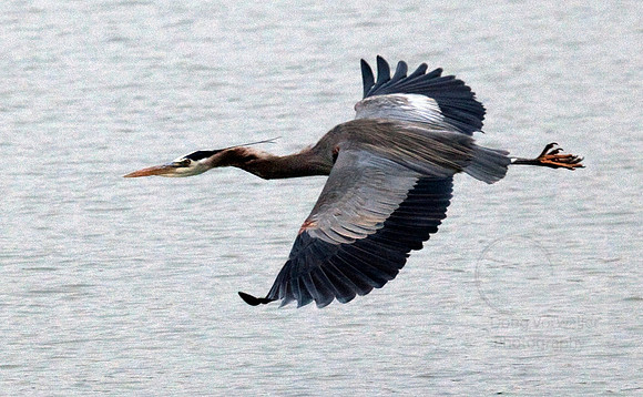 IMG_7452 Blue Heron flying