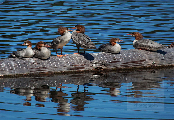 IMG_0633 ducks on log