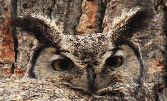 IMG_8635 Great Horned Owl closeup