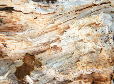 Wood 9206