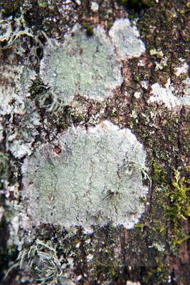 Growing on tree_8936