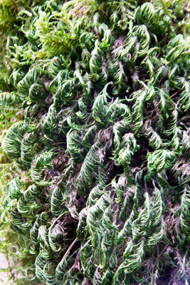 Moss on tree 9083