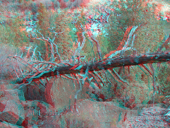 Tree_6459