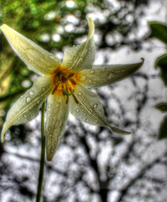 Tone_5088large