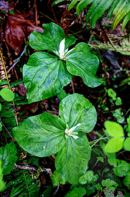 Trillium tone 5173