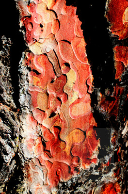 Bark_6055_6_7