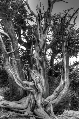 Tree 1_9569-71_t