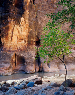 Virgin River Tree worked 1 1837