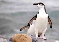 Exploring Antarctica