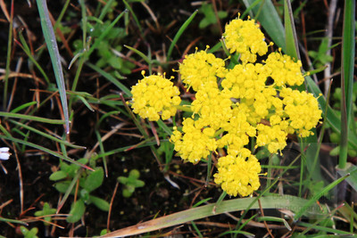 Location in Shaniko, OR - 0814 crop and update