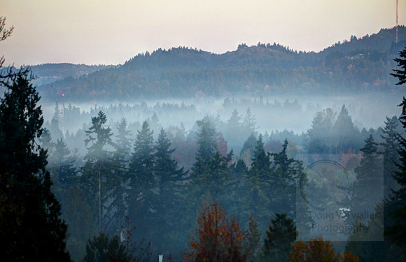 West Hills Morning Fog 7737-9f