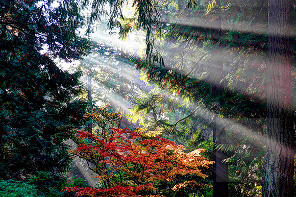 Morning Light 7873-5fs