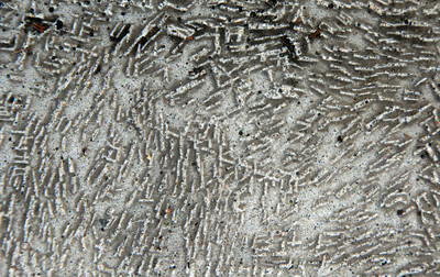 Texture_7864