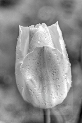 _MG_1891 - BW