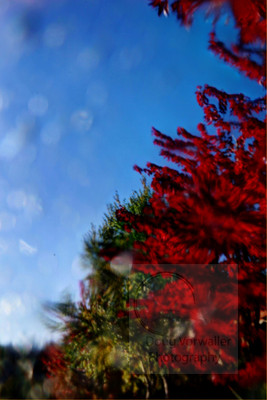 Fall color 7067-9f